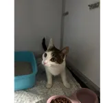 Znaleziono kota, Białystok, 31 marca 2026