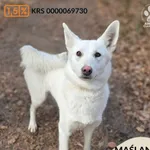 Pies do adopcji, Gdynia, 2 kwietnia 2026