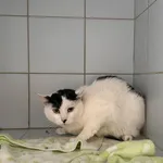 Znaleziono kota, Lublin, 31 marca 2026