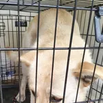 Znaleziono psa, Radom, 1 kwietnia 2026