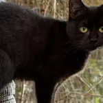 Pies do adopcji, Pieczyska, 2 kwietnia 2026