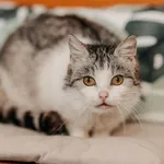 Kot do adopcji, Czartki, 3 kwietnia 2026