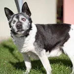 Piesek znaleziony w Pobiedziska Letnisko