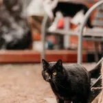 Kot do adopcji, Czartki, 3 kwietnia 2026