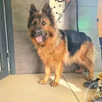 Dora