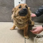 Znaleziono psa, Chełmek, 2 kwietnia 2026