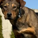 Pies do adopcji, Pieczyska, 2 kwietnia 2026