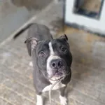 Pies do adopcji, Konin, 21 listopada 2025