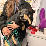 Znaleziono psa, Bydgoszcz, 28 marca 2026