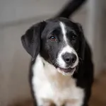 Otello