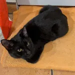 Zaginął kot, Łódź, 3 kwietnia 2026