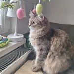 Zaginął kot, Rożnów, 4 kwietnia 2026