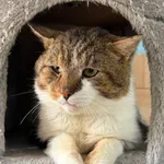 Kot do adopcji, Konin, 15 lutego 2026