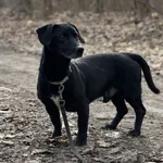 Pies do adopcji, Konin, 9 listopada 2025