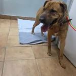 Znaleziono psa, Sosnowiec, 2 kwietnia 2026