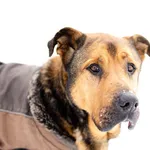 Oddam psa, Bartąg, 4 kwietnia 2026