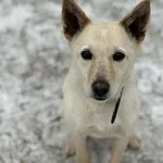 Pies do adopcji, Konin, 23 października 2025