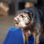 Primo