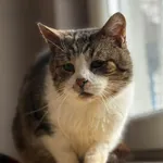 Kot do adopcji, Konin, 10 listopada 2025