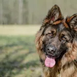 Pies do adopcji, Radom, 3 kwietnia 2026