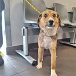 Znaleziono psa, Bydgoszcz, 27 marca 2026