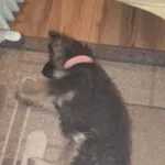 Zaginął pies, Łódź, 3 kwietnia 2026