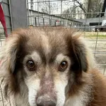 Piesek czekoladowo biały