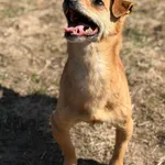 Pies do adopcji, Bydgoszcz, 4 kwietnia 2026