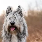 Pies do adopcji, Nowodwór, 6 kwietnia 2026