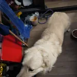 Znaleziono psa, Głowno, 6 kwietnia 2026