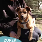 Żurek