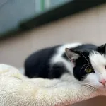 Kot do adopcji, Bydgoszcz, 6 kwietnia 2026