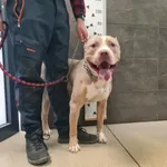 Przyjęty: 2026-04-04 Gmina: Chełmek Płeć: Pies Opis: pitt-bull, brązowo-białe