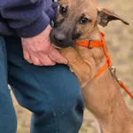 Oddam psa, Brwinów, 7 kwietnia 2026