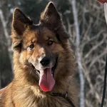 Pies do adopcji, Pieczyska, 7 kwietnia 2026