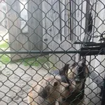 Zaginął pies, Przedmieście Dalsze, 8 kwietnia 2026