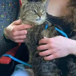 Kot do adopcji, Zgierz, 7 kwietnia 2026