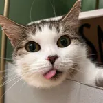 Kot do adopcji, Korabiewice, 15 maja 2025