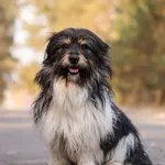 Pies do adopcji, Nowodwór, 7 kwietnia 2026