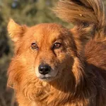 Pies do adopcji, Pieczyska, 7 kwietnia 2026