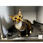 Znaleziono kota, Białystok, 7 kwietnia 2026