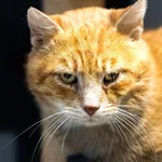 Imbir to starszy kot, który szczególnie potrzebuje dobrego domu. Tymczasowego bądź stałego. Widać po nim, że w życiu nie miał łatwo. Może właśnie to, że trafił do schroniska było dla niego wybawieniem