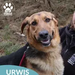 Urwis