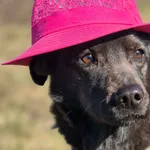 Oddam psa, Warszawa, 8 kwietnia 2026