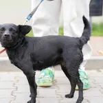 Znaleziono psa, Skałowo, 8 kwietnia 2026