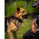 Pies do adopcji, Wrocław, 17 stycznia 2026