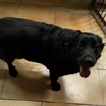 Znaleziono psa, Toruń, 8 kwietnia 2026