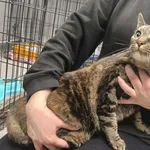 Znaleziono kota, Toruń, 4 kwietnia 2026