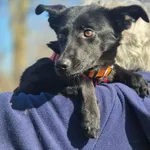 Oddam psa, Milanówek, 9 kwietnia 2026