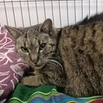 Kocurek poz. 26/161/K